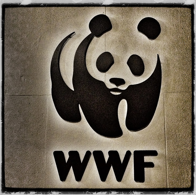 WWF!? Wrestling Pandas!? Awesome!!!!!